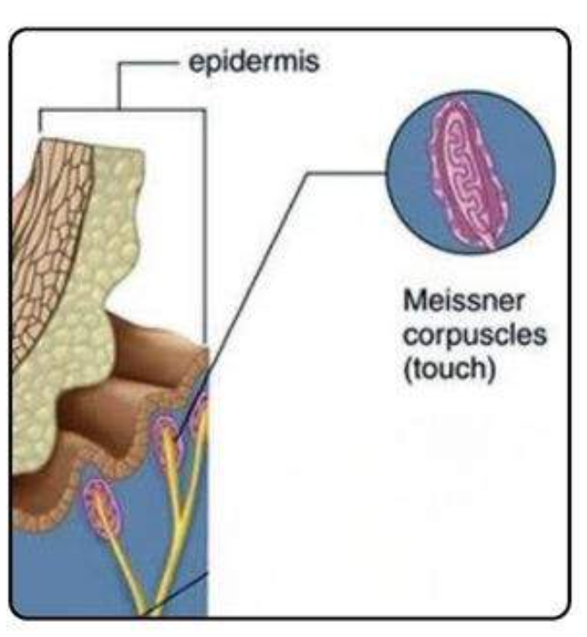 <ul><li><p>type of cutaneous receptor</p></li></ul><p></p><ul><li><p>LOCATION → glabrous skin (hairless)</p><ul><li><p>fingertip, palm, feet soles, lip, tongue tip</p></li></ul></li><li><p>FUNCTION → touch 4 detailed info, light &amp; low frequency vibration (30-50 hz)</p><ul><li><p>adaptive receptors → then DEC response if constant stimuli</p></li></ul></li><li><p>SENSITIVTY → VVV &amp; esp texture/fine touch</p><ul><li><p>good 4 fine motor, specfic manipulation &amp; recog. small object</p></li></ul></li></ul><p></p>
