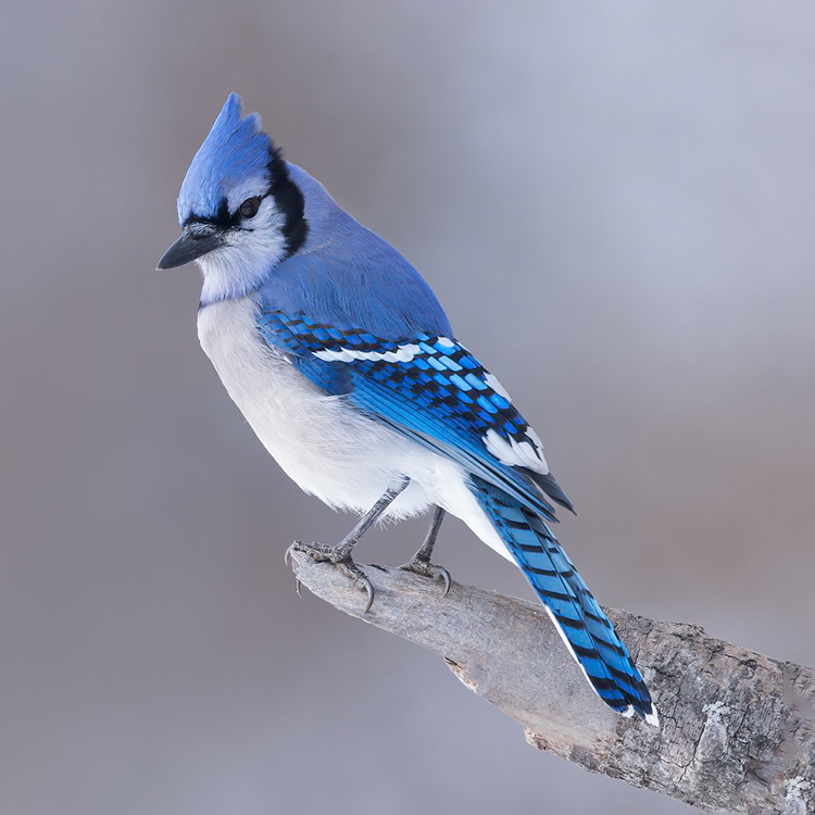 <p>Blue Jay</p>