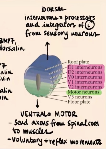 <p>They are essentially motor neurons. They send axons from the spinal cord to the muscles and control voluntary and reflex movements.</p>