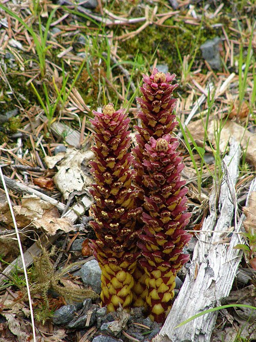 <ul><li><p>Leafless, fleshy reddish-brown to purple spike-like plant</p></li><li><p>Looks like a pinecone sticking out of the ground</p></li><li><p>Parasitic plant (no chlorophyll; gets nutrients from alder roots, mainly <em>Alnus</em>)</p></li><li><p>Blooms late spring–summer in forest understory</p></li><li><p>Found in moist conifer and mixed forests, often near alder thickets (common around Homer/Wynn)</p></li><li><p>Can be confused with upright fungi or old seed cones because it lacks normal leaves</p></li></ul><p></p>