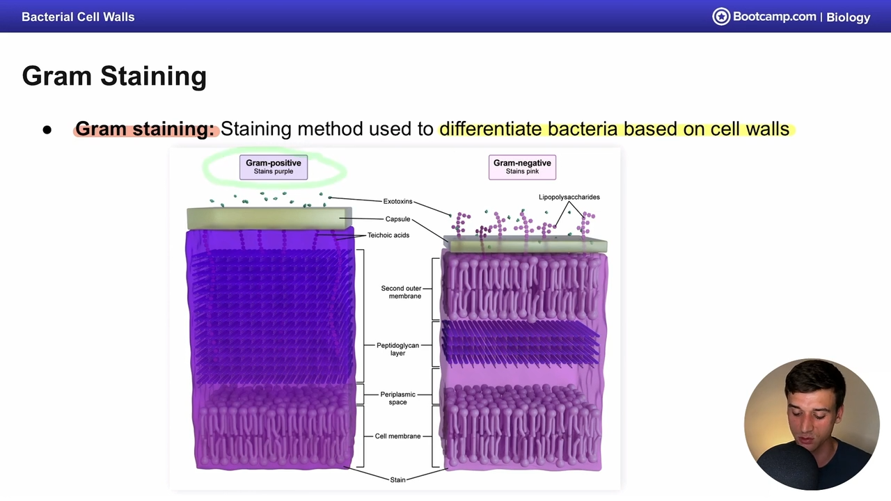 <p>Cell walls</p>