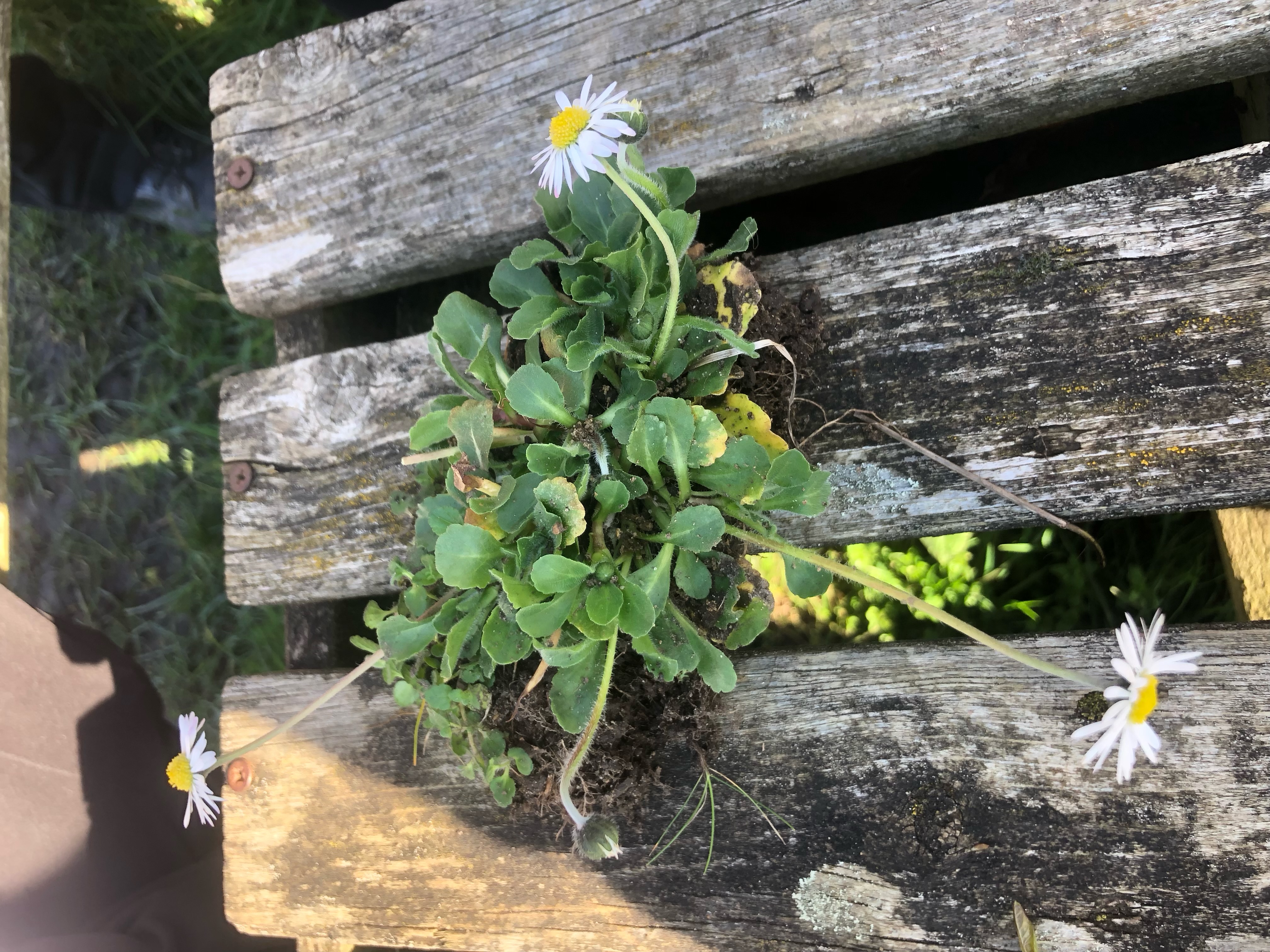 <p>Bellis perennis height</p>