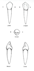 <p>- long, narrow, almost twice the crown length</p><p>- shorter and more tapered than maxillary canine roots</p>