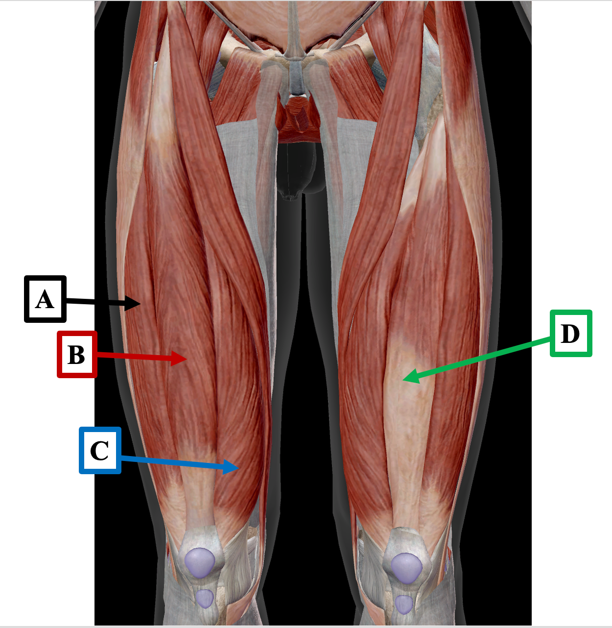 <p>Identify the name of the muscle that label A is pointing to.</p>