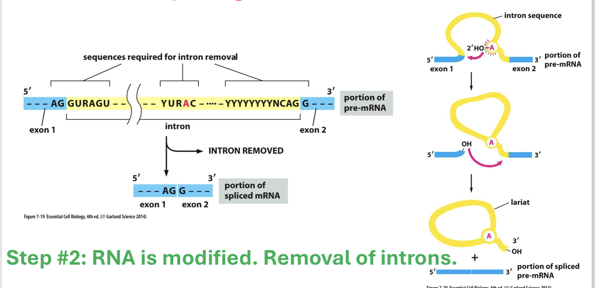 <p>during splicing, 2’ OH group creates a loop w/ 5’ splice site → intron spliced, exon joins together → mRNA encodes for protein</p>