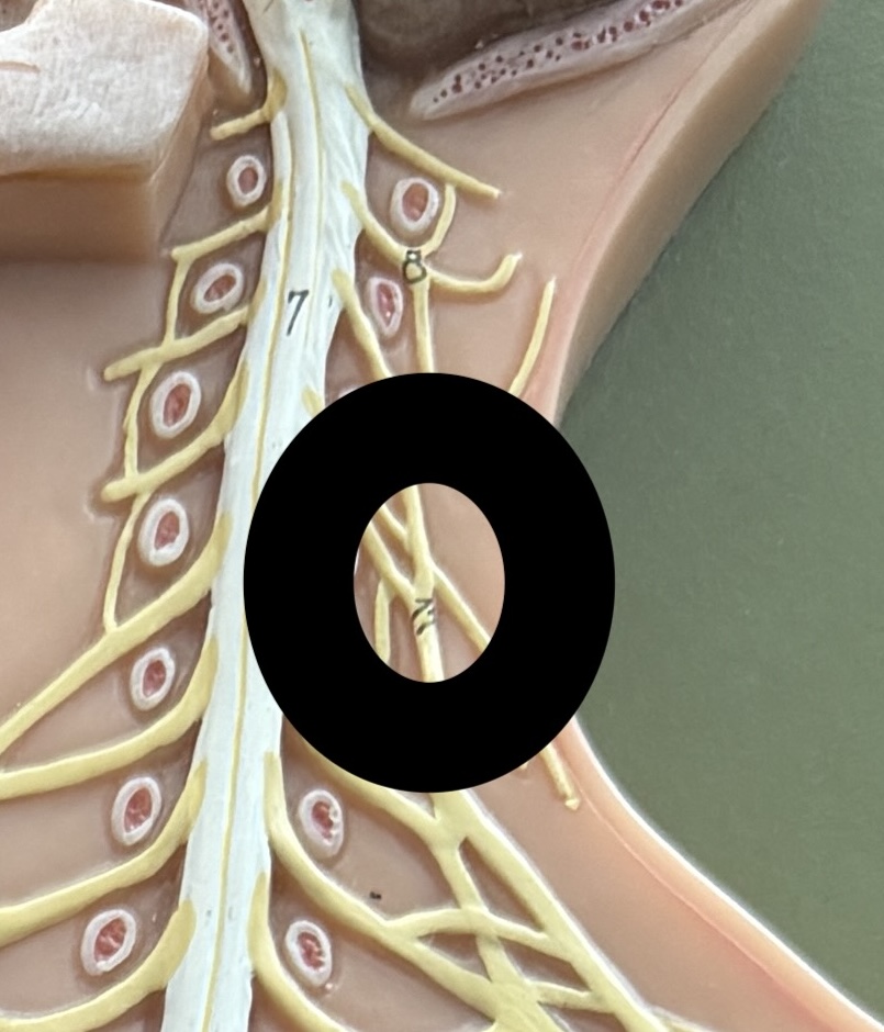 <p>overlap area</p><p></p>