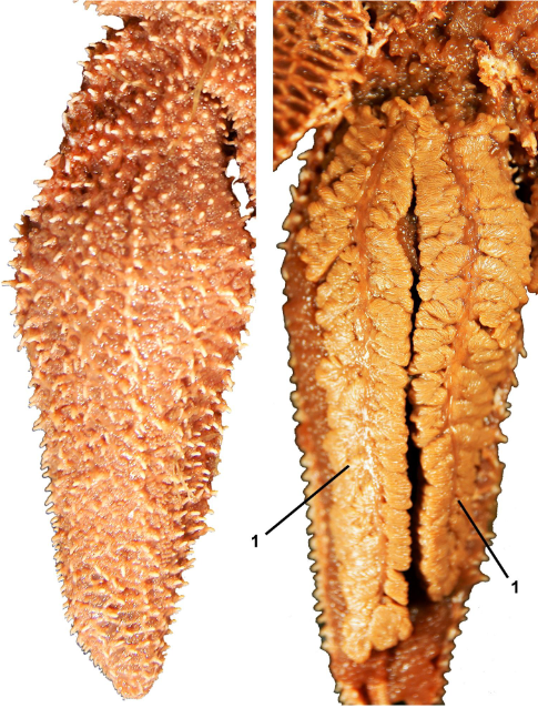 <p>class</p><p>label</p>