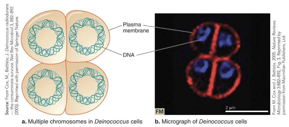 <ul><li><p><em>D. radiodurans</em> may possess 4 to 10 copies of its genome.</p></li><li><p>The stacked genome copies may help give this bacterium its strong radiation-damage-resistance trait</p></li></ul><p></p>