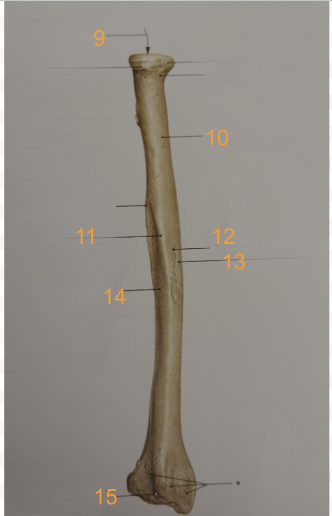 <p>12</p>