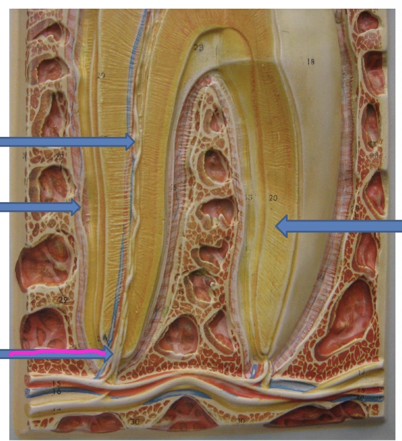 knowt flashcard image