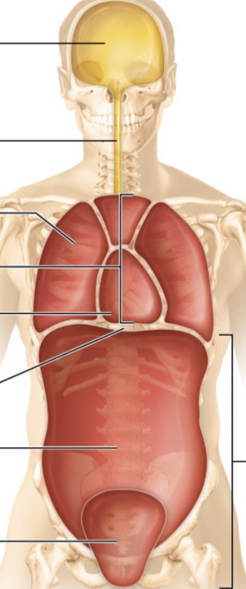 <p>Ventral Cavity</p>