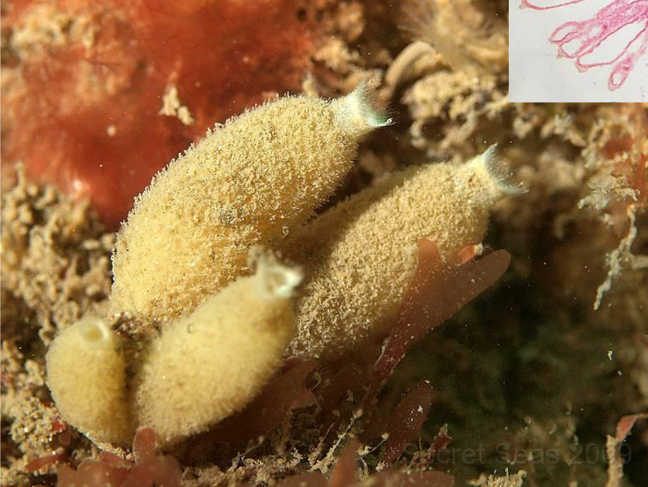 <p>porifera, grantia (scypha old name)</p>