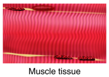<p>Muscle tissue</p>