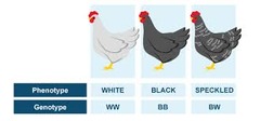 <p>occurs when BOTH alleles of a gene are expressed in an individual (ex. Black + White = Black & White Speckled)</p>