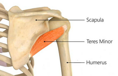 <p>Greater tubercle of humerus</p>