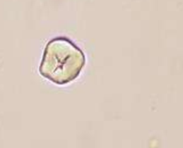 <p>Pseudo maltese cross</p><p>From gloves</p>