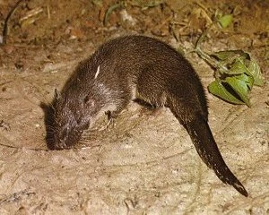 <p>Order: tenrecs, otter shrews, and golden mole</p>