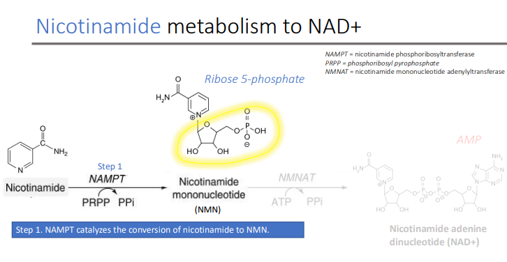 <p>NAMPT (nicotinamide phosphoribosyltransferase</p>