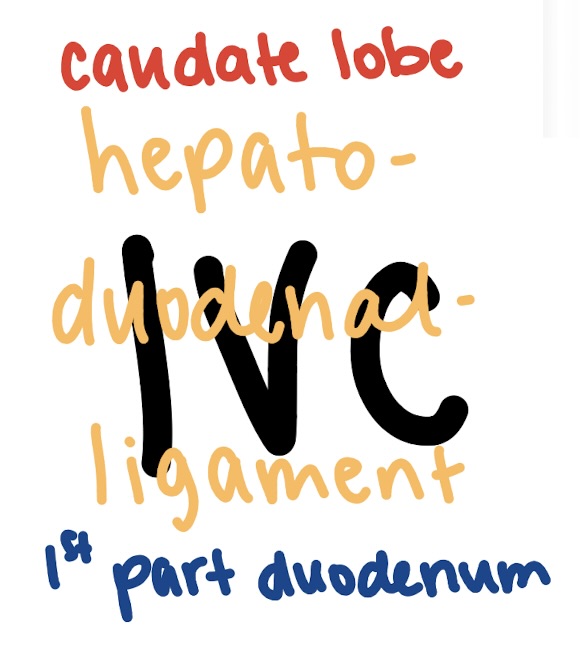 <p>superior: caudate lobe</p><p>anterior: hepatoduodenal ligament</p><p>posterior: IVC</p><p>inferior: 1st part of the duodenum </p>