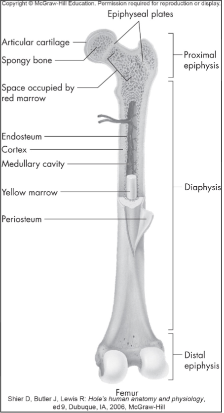 <p>Endosteum: Fibrous membrane that lines the inside of the cortex</p><p>Medullary (marrow) cavity: Space within the diaphysis that contains yellow (fatty) marrow</p>