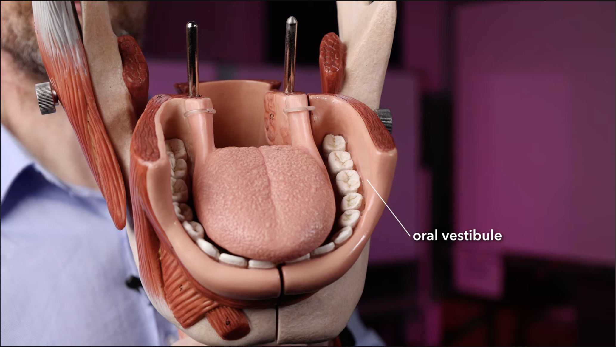 <p>Oral vestibule</p>