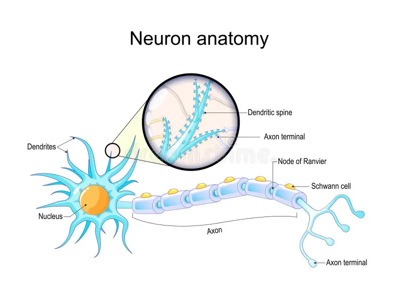 <p>What role do dendritic spines play in memory?</p>