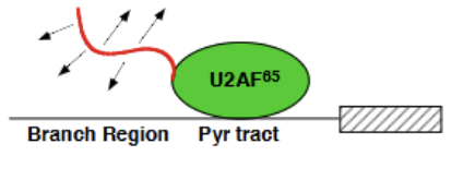 <p>Contains an effector end (positively charged string portion at N-terminus which recruits the negatively charged snRNA within the U2 complex) and the actual bound portion, which associates with the polypyrimidine tract. Essential for spliceosome formation. </p>