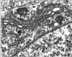 <p>Identify the specific structure</p>