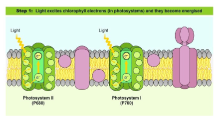 <ul><li><p>In the photosystems, there are chlorophyll pigments which contain electrons that can be energized when struck by photons of light</p></li></ul><p></p>