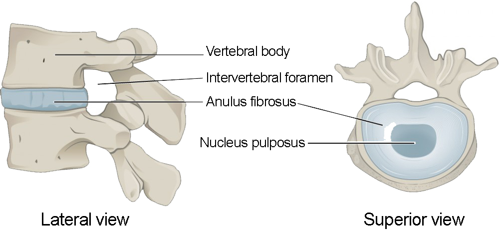 <p>gel like inner core of the intervertebral disc </p>