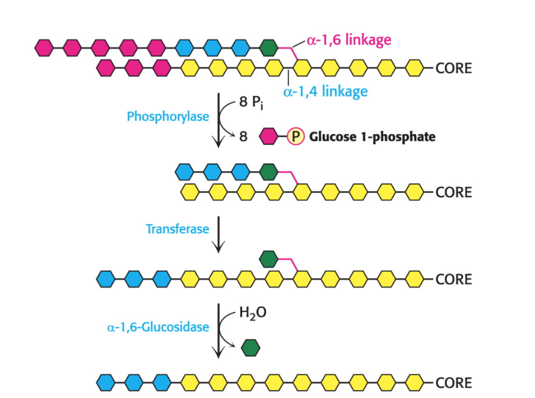<p>Glycogen phosphorylase <strong>cannot </strong>cleave near <strong>branch points (it only cleaves </strong><span style="font-family: KaTeX_Main, "Times New Roman", serif; line-height: 1.2; font-size: 1.21em;"><strong><span>α(1→4)</span></strong></span><strong> glycosidic bonds).</strong></p><ul><li><p>A <strong><em>transferase</em> </strong>enzyme shifts a small oligosaccharide (a few glucose units) near the branch point to a nearby chain, making those glucose units accessible to glycogen phosphorylase.</p></li><li><p>A <strong><em>debranching </em></strong><em>enzyme</em> (also called <span style="font-family: KaTeX_Main, "Times New Roman", serif; line-height: 1.2; font-size: 1.21em;"><em><span>α</span></em></span><em>-1,6-glucosidase</em>) then <strong>cleaves the </strong><span style="font-family: KaTeX_Main, "Times New Roman", serif; line-height: 1.2; font-size: 1.21em;"><strong><span>α(1→6)</span></strong></span><strong> bond at the branch point</strong>, releasing a <em>free glucose</em> molecule.</p></li></ul><p></p>