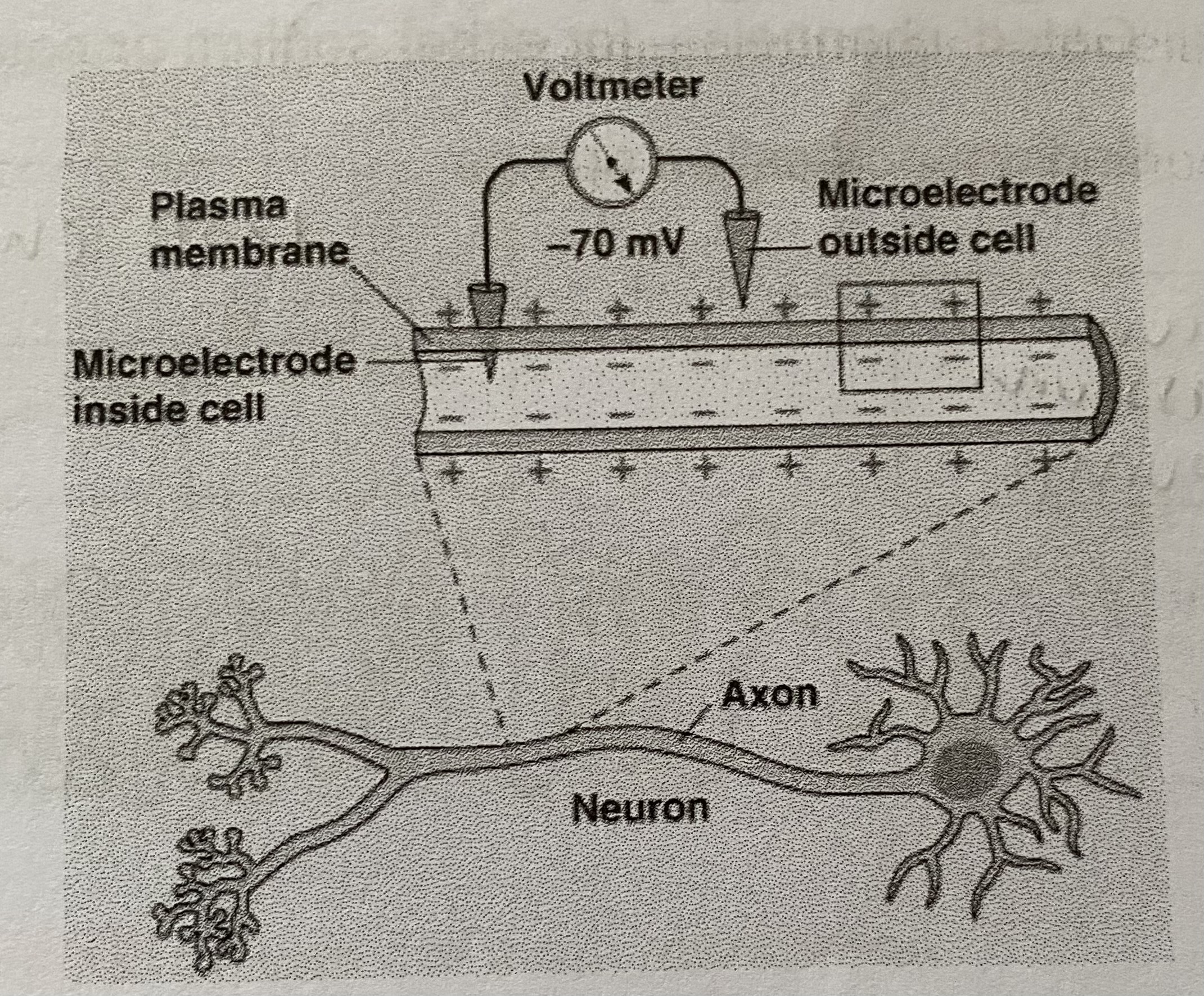 <p>The electrical potential difference is <strong>-65mV to -70mV</strong></p><ul><li><p>The <strong>inside </strong>of the axon is <strong>more negative</strong> than the tissue fluid outside it</p></li></ul><p></p>