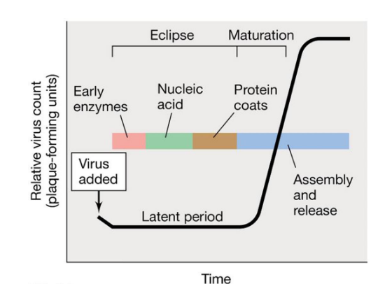<ul><li><p>Typically characterized by a one-step growth curve </p></li><li><p>Viral numbers increase once cell lyses </p></li></ul><p>Phases of the curve</p><ul><li><p><strong>Eclipse: </strong>genome replicated and proteins translated</p></li><li><p><strong>Maturation: </strong>packaging of nucleic acids in capsids </p></li><li><p><strong>Latent period: </strong>eclipse + maturation </p></li><li><p><strong>Release: </strong>cell lysis, budding, or excretion </p><ul><li><p><strong>Burst size: </strong>number of virions released </p></li></ul></li></ul><p>Time of life cycle</p><ul><li><p>Bacterial viruses: 20-60 minutes </p></li><li><p>Animals: 8-40 hours </p></li></ul><p></p>