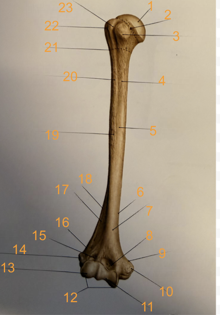 <p>8</p>