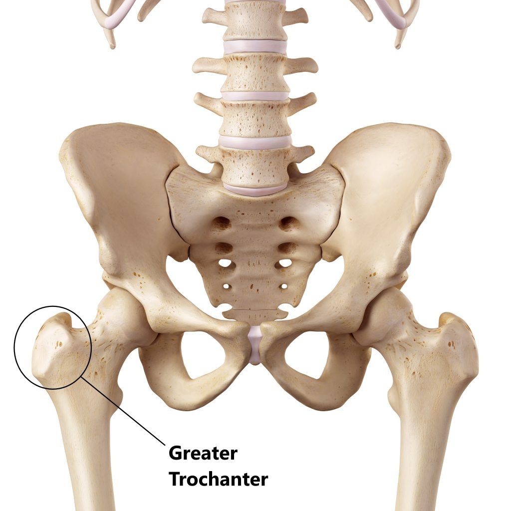 <p>A large rough bony projection on the upper part of femur that serves as an important muscle attachment site </p>