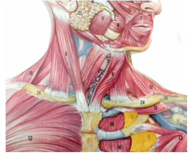 <p>What muscle is being highlighted? what is its function?</p>