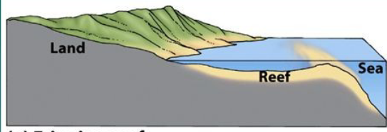 <p>Reef grows close to shore</p>