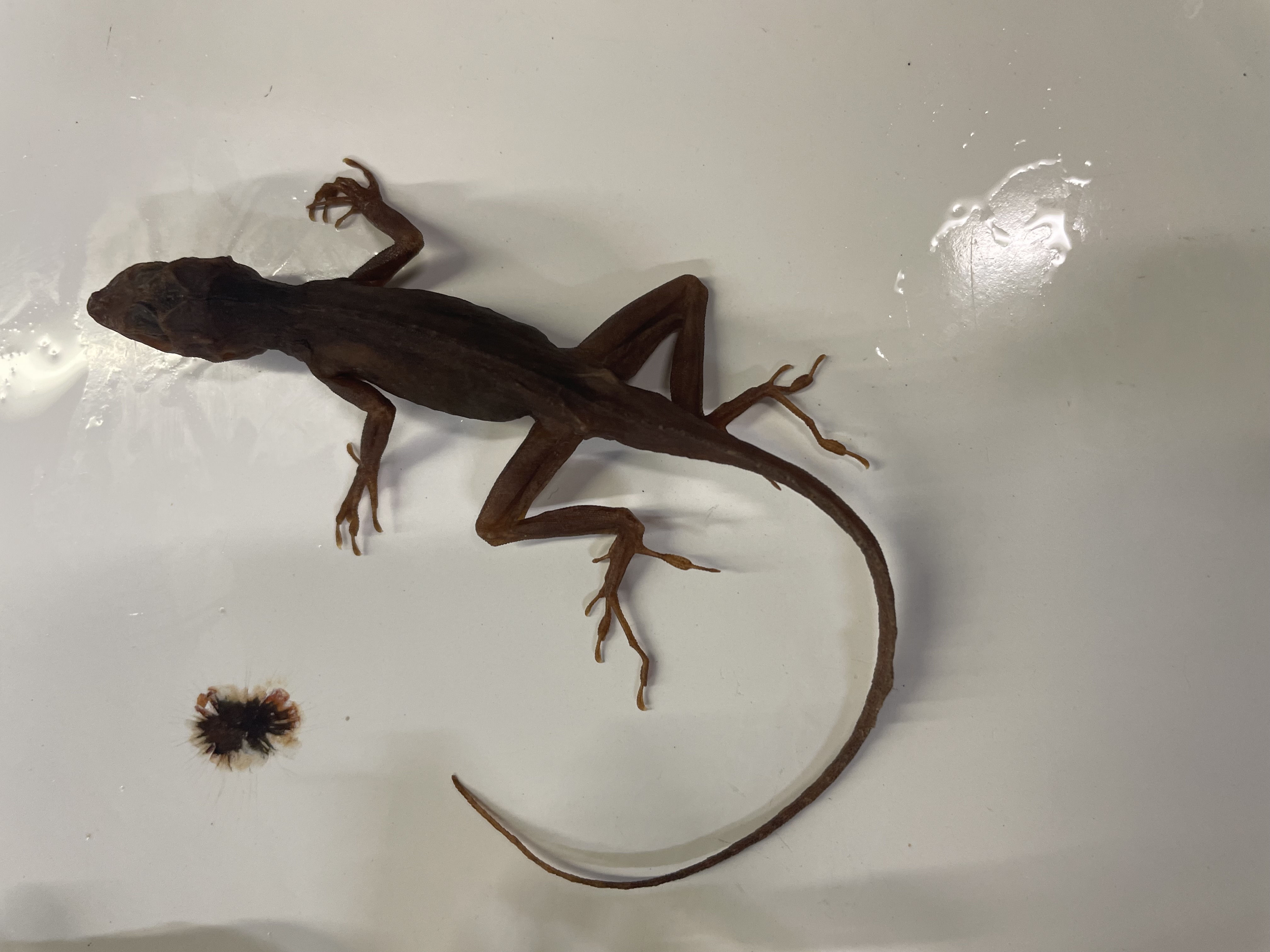 <p>Genus and species</p>