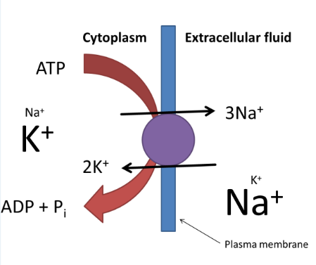 <p>The Na-K pump is an enzyme (Na+-K+-dependent ATPase) that hydrolyzes ATP, consuming energy to transport Na+ out of the cell in exchange for K+. </p>