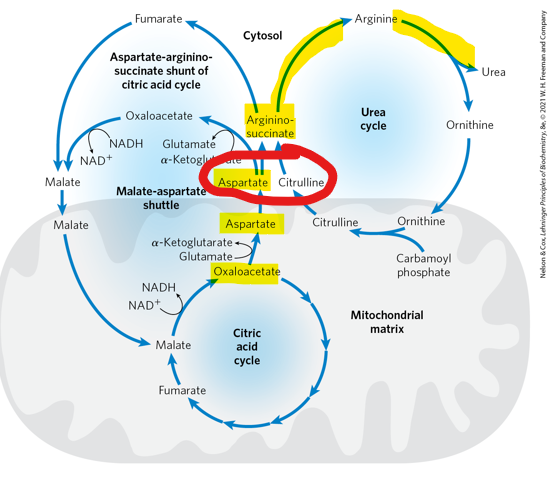 <p>When aspartate enters the urea cycle, what does it combine with to form argininosuccinate</p>