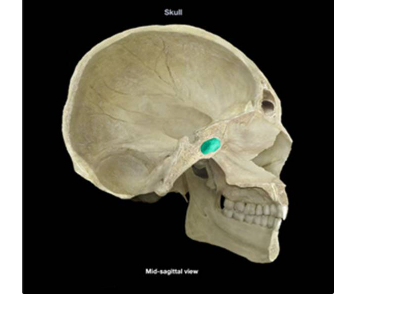 <p>fossa</p>