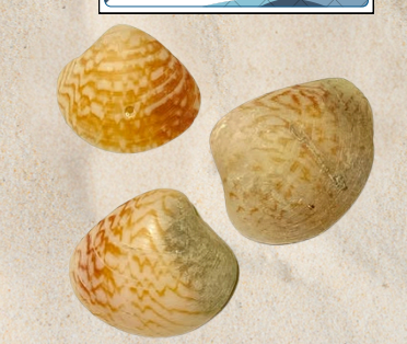 <p>no local name</p>