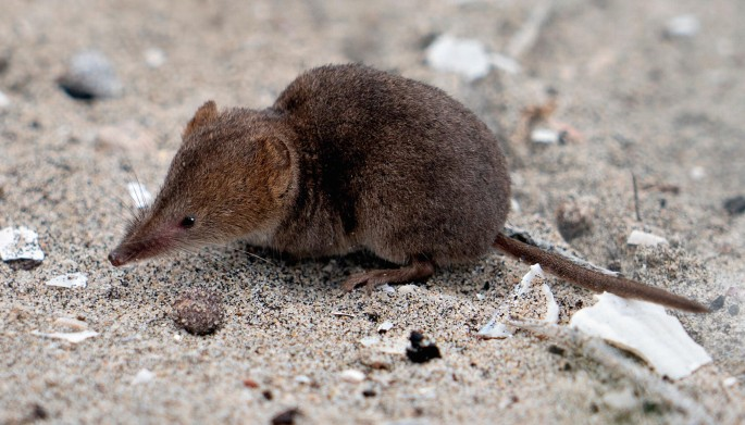 <p>Common name not needed - Up to Family level only</p><p>**Skin in lab</p>