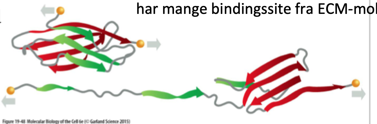 <p>Nej, det findes både som en <strong>opløselig form i blodet</strong> og som en <strong>uopløselig fibrillær form (crosslinked dimer) i ECM</strong>.</p>