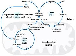 <p>What does the aspartate-arginosuccinate shunt demonstrate </p>