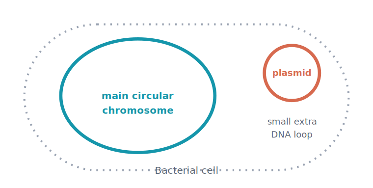 <p>Plasmid</p>