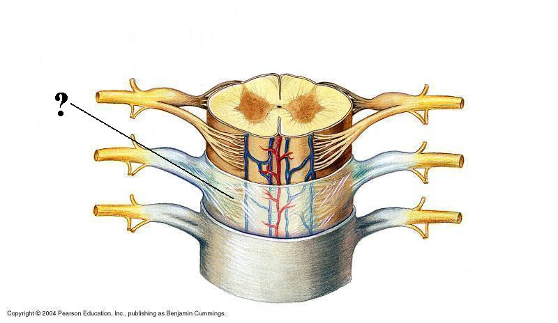 <p>Identify the indicated layer of the meninges</p>