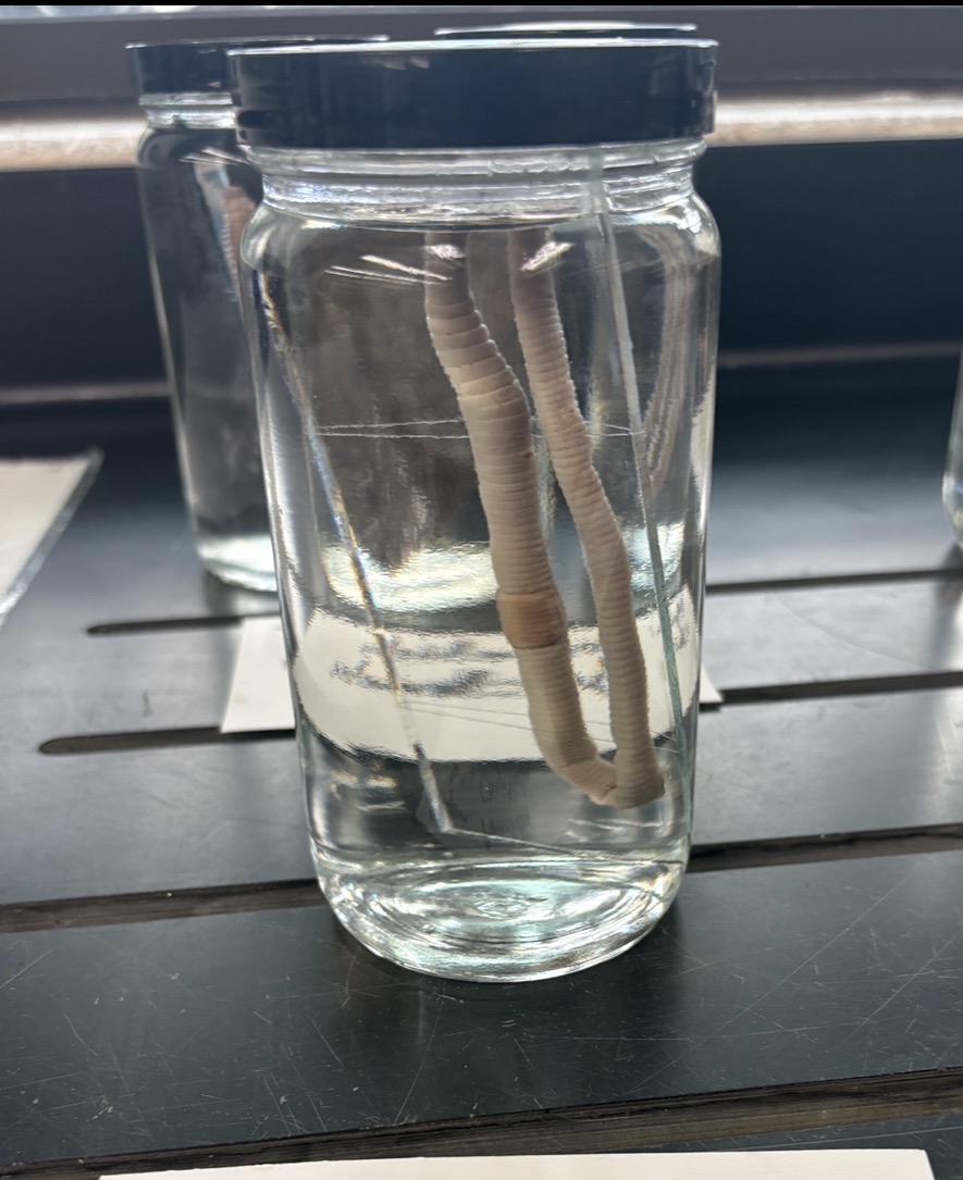 <p>Name the phylum and class</p>