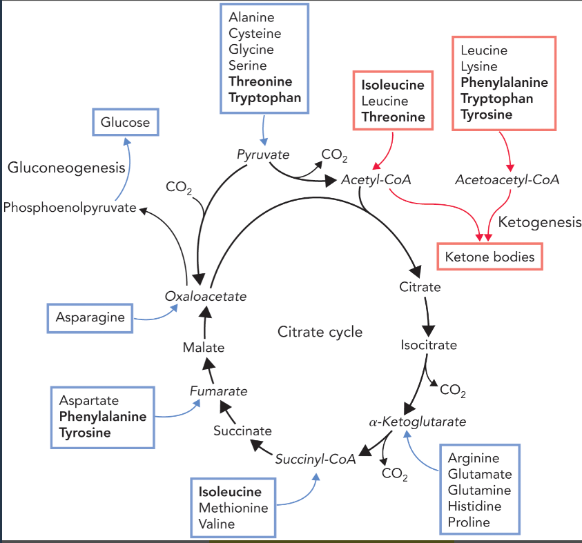 <p>amino acids whose carbon chains can be used to form glucose and glycogen via gluconeogenesis </p><ul><li><p>pyruvate— ala, cys, gly, ser, thr, trp (group 1 degradation pathway)</p></li><li><p>alpha-ketoglutarate— arg, glu, gln, his, pro (group 2 degradation pathway)</p></li><li><p>succinyl-CoA— ileu, met, thr, val </p></li><li><p>fumarate— phe, tyr</p></li><li><p>oxaloacetate— asp, asn </p></li></ul><p></p>