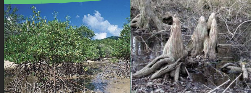 <p>aeration organs on roots extend out of water, “knees”</p>